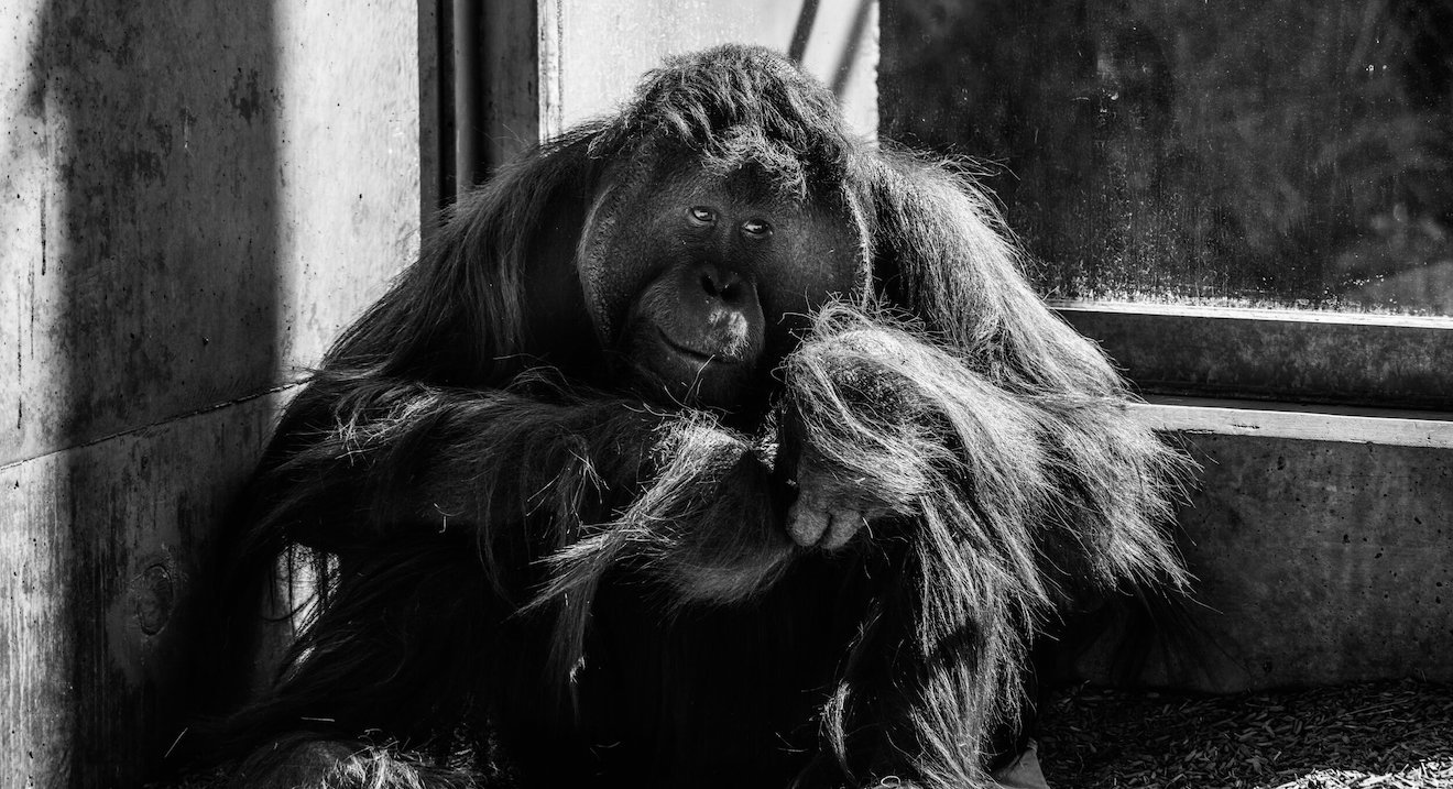 Wildlife photography — gorilla